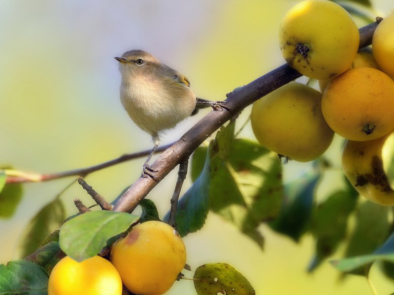 природа, фотоохота,  птицы, животные, осень Птицы нашего сада 2 фото превью