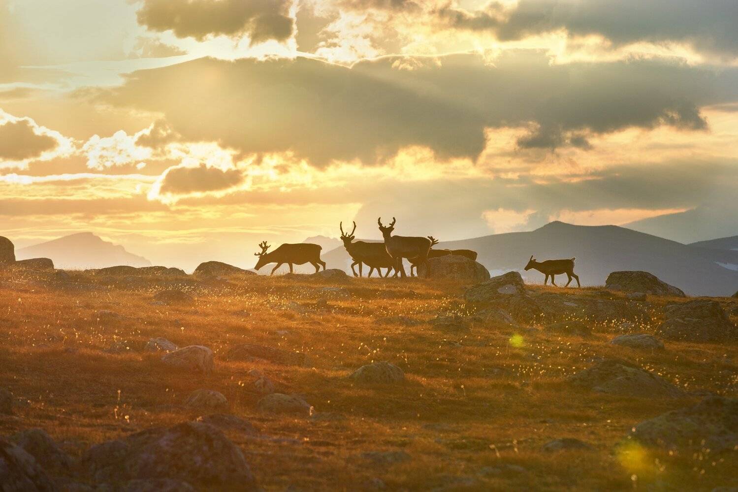 сарек, sarek, lapland, laponia, северныйолень , Владимир Куцый (Vlad Kutsey)