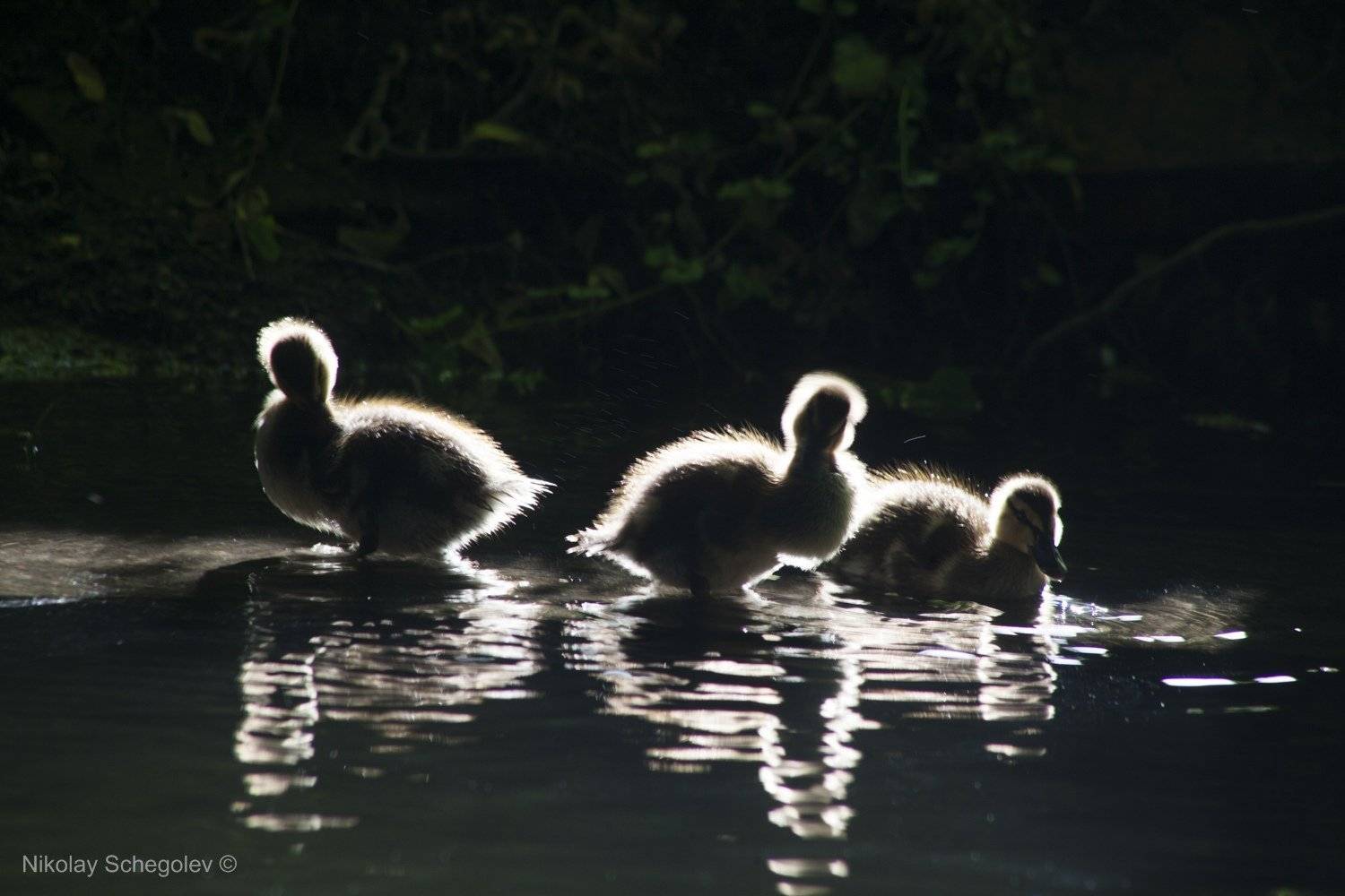 утята, утки, пушок, птицы, Николай Щеголев