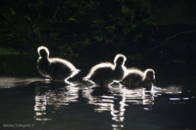 утята, утки, пушок, птицы Утята фото превью