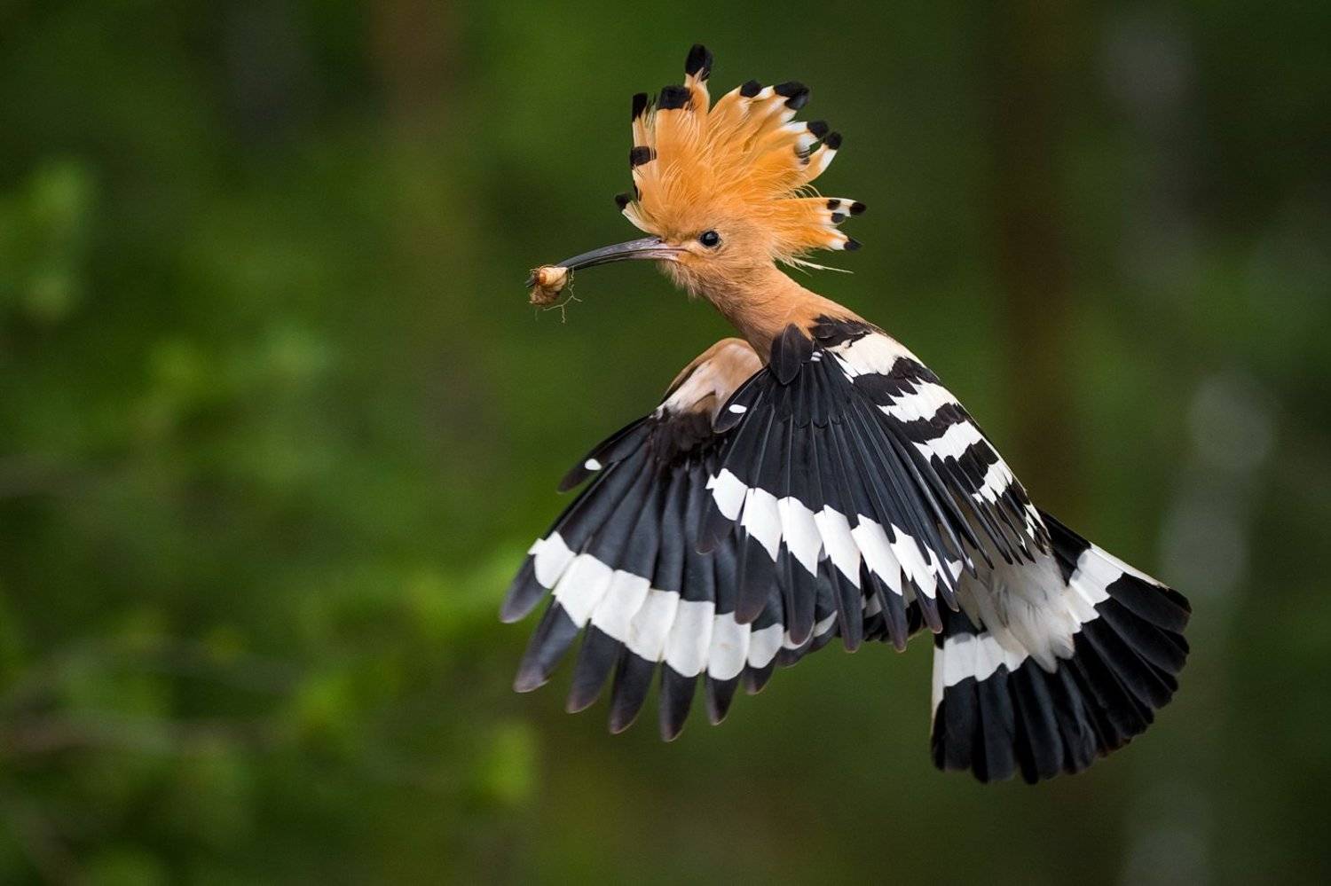 , Дмитрий Вилюнов