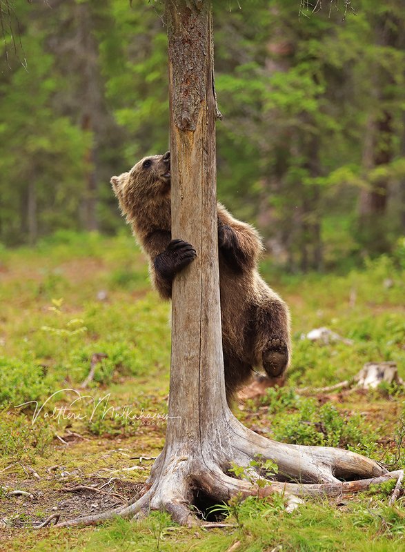 Два притопа, три прихлопа ... фото превью