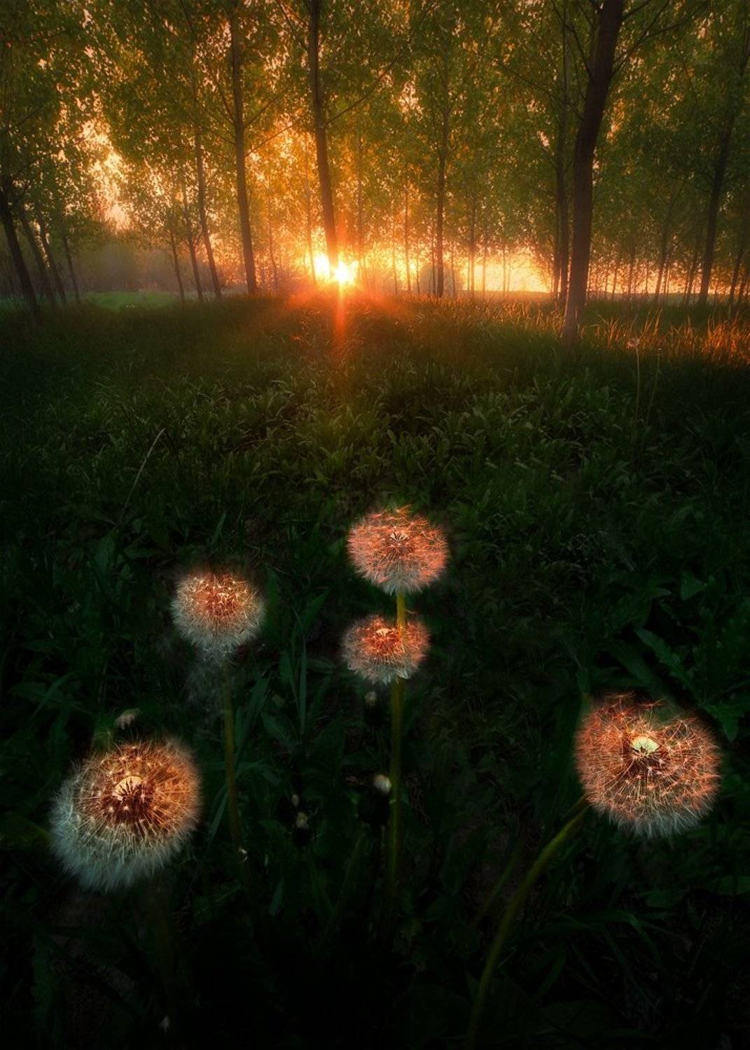 flowers landscape nature sundown forest, Lyuboslav