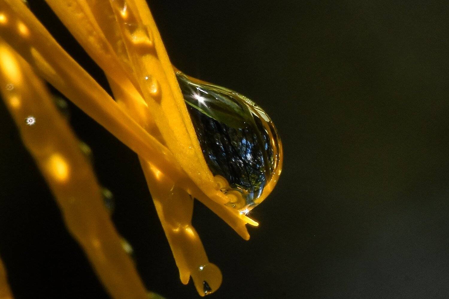 макро, капля, пророда, Сергей Духанин