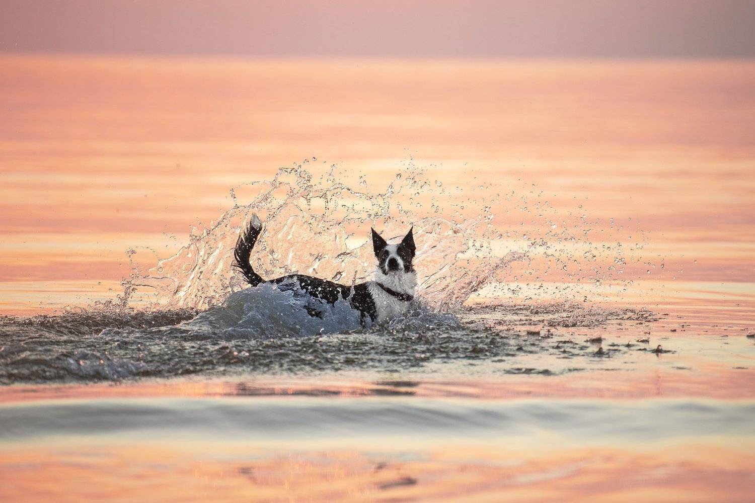 bordercollie, dog, sunset, Karina Saarestik