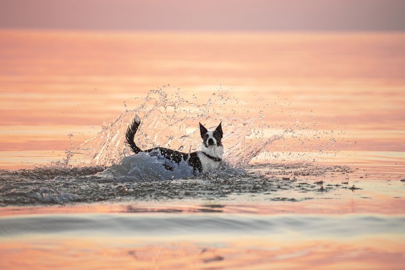bordercollie, dog, sunset Sohvi фото превью