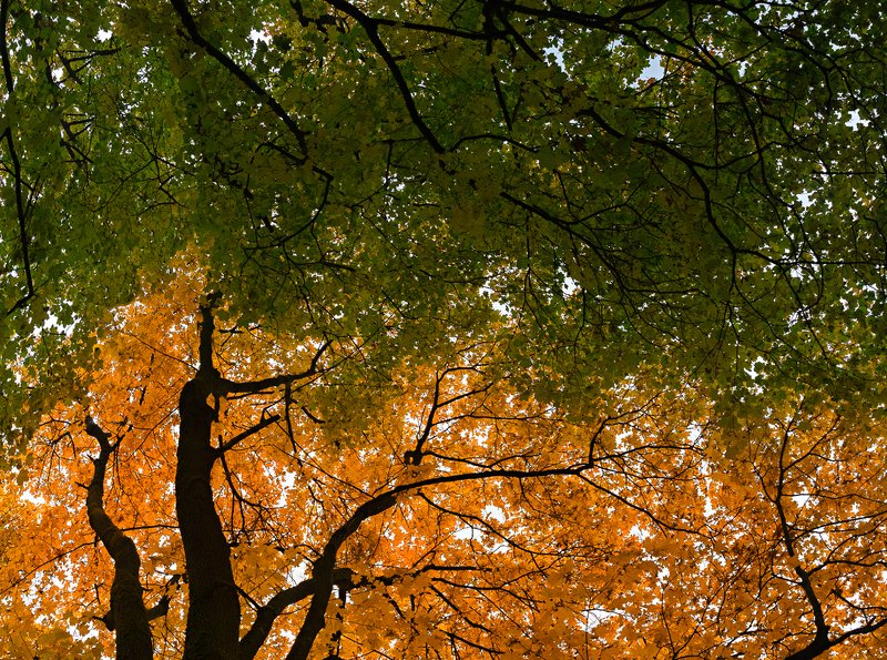 *** фото превью