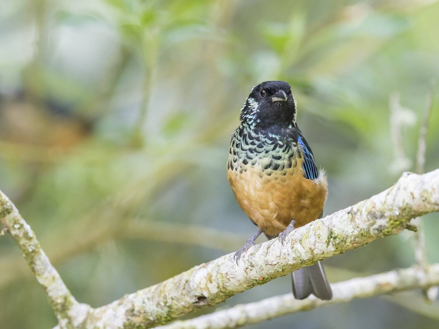 , Fernando Burgalin Sequeira