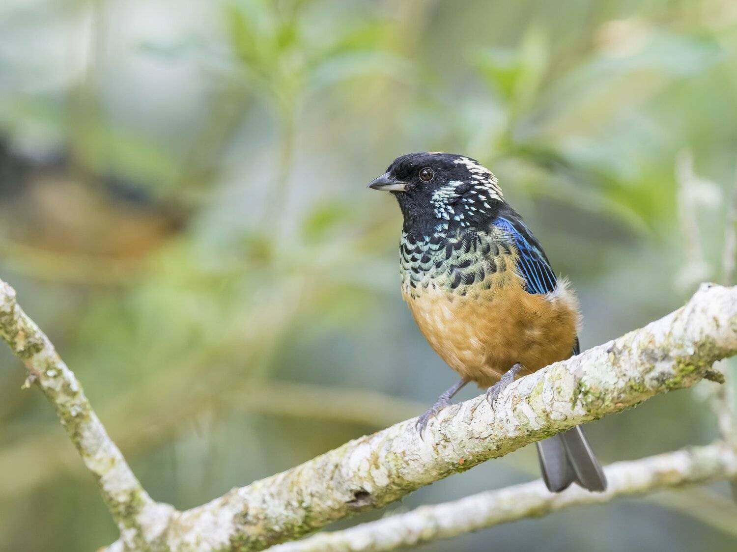 , Fernando Burgalin Sequeira