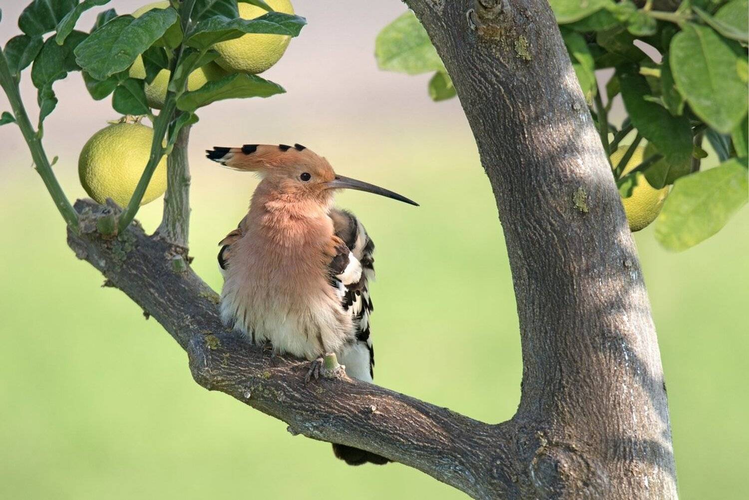 удод, сад, Людмила Бекман