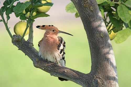 В апельсиновом саду
