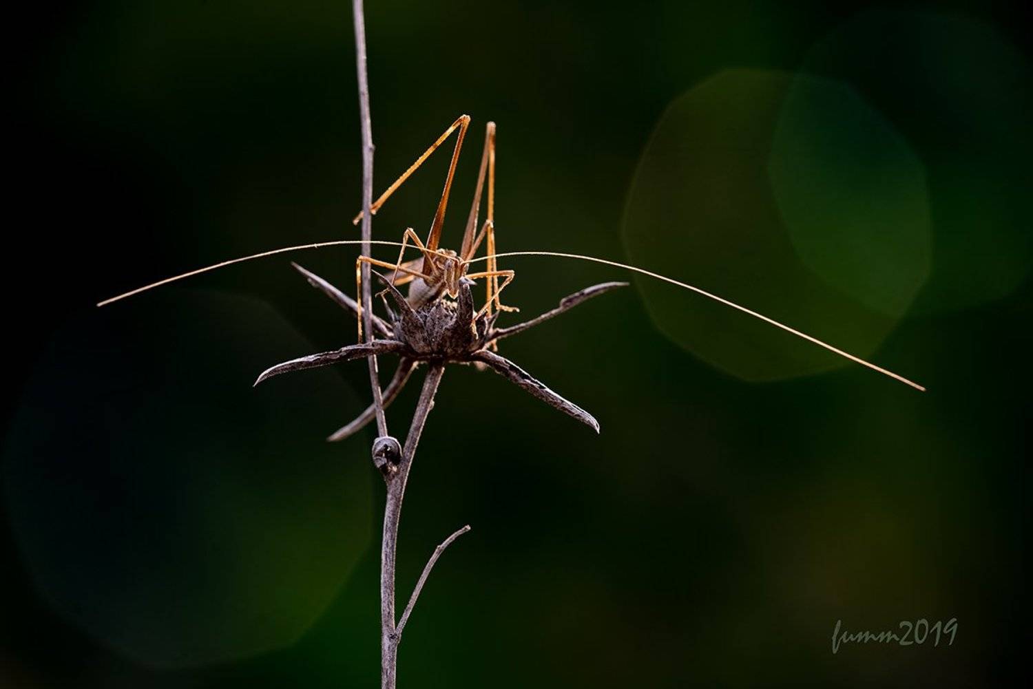 , Игорь ФУММ