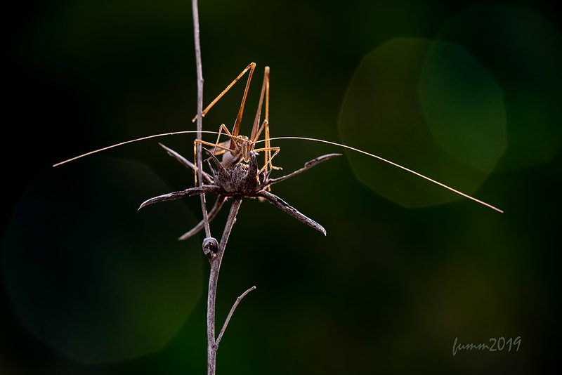 ДА ЧТО УСЫ?!. ГАЛАКТИКИ ЗА МНОЙ!!! фото превью