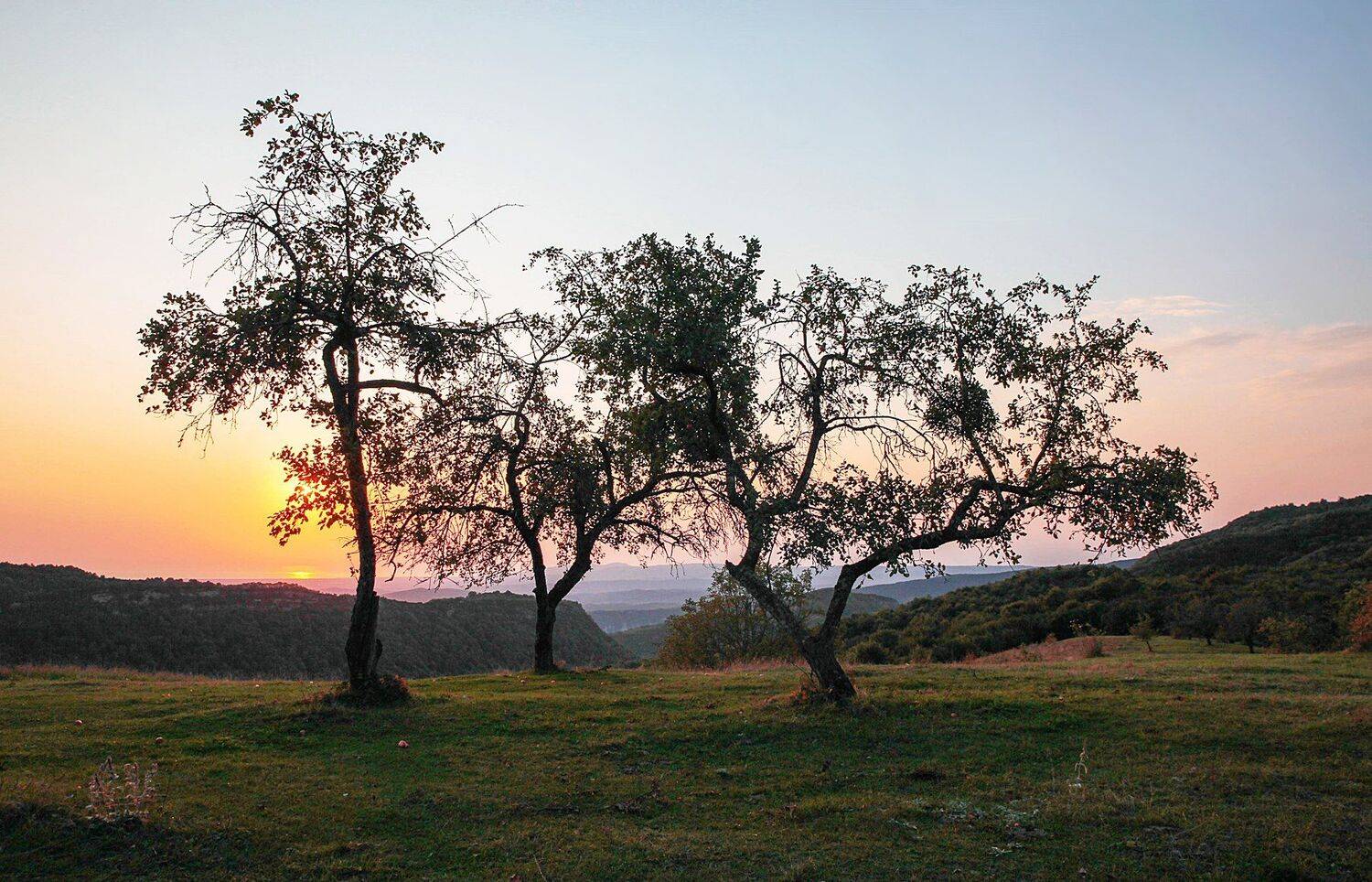 сад,горы,яблони,лето,рассвет., Marat Magov
