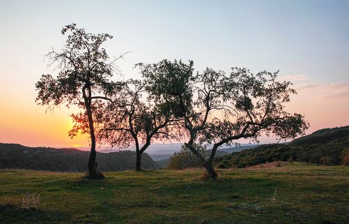 Рассвет в саду..