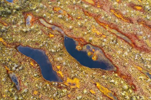 Гобелены осенних болот...