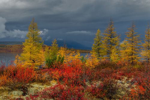 Перед дождем.