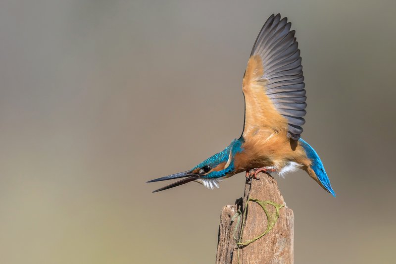 ПётрРогов,фотограф,орнитология,Израиль,фотоохота,canon5dmarkiii,canon600mmf4,birds,ornitology,nature,Israel,дикаяприрода,kingfisher,wildnature,Иерусалим,Jerusalem,wildnaturephotography,обыкновенныйзимородок,зимородок Зимородок обыкновенный  фото превью