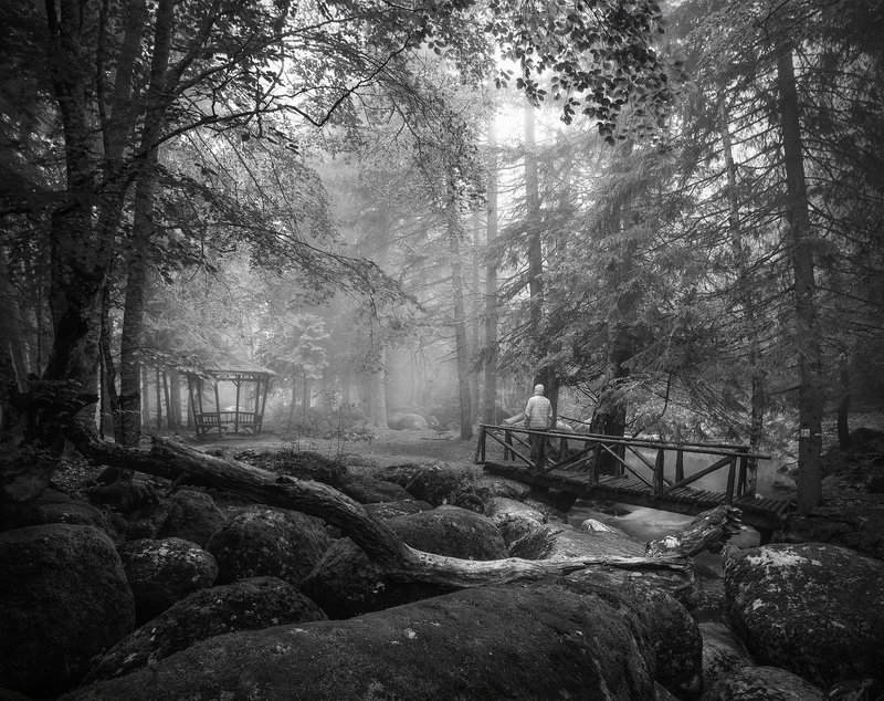 Meetings in the woods фото превью