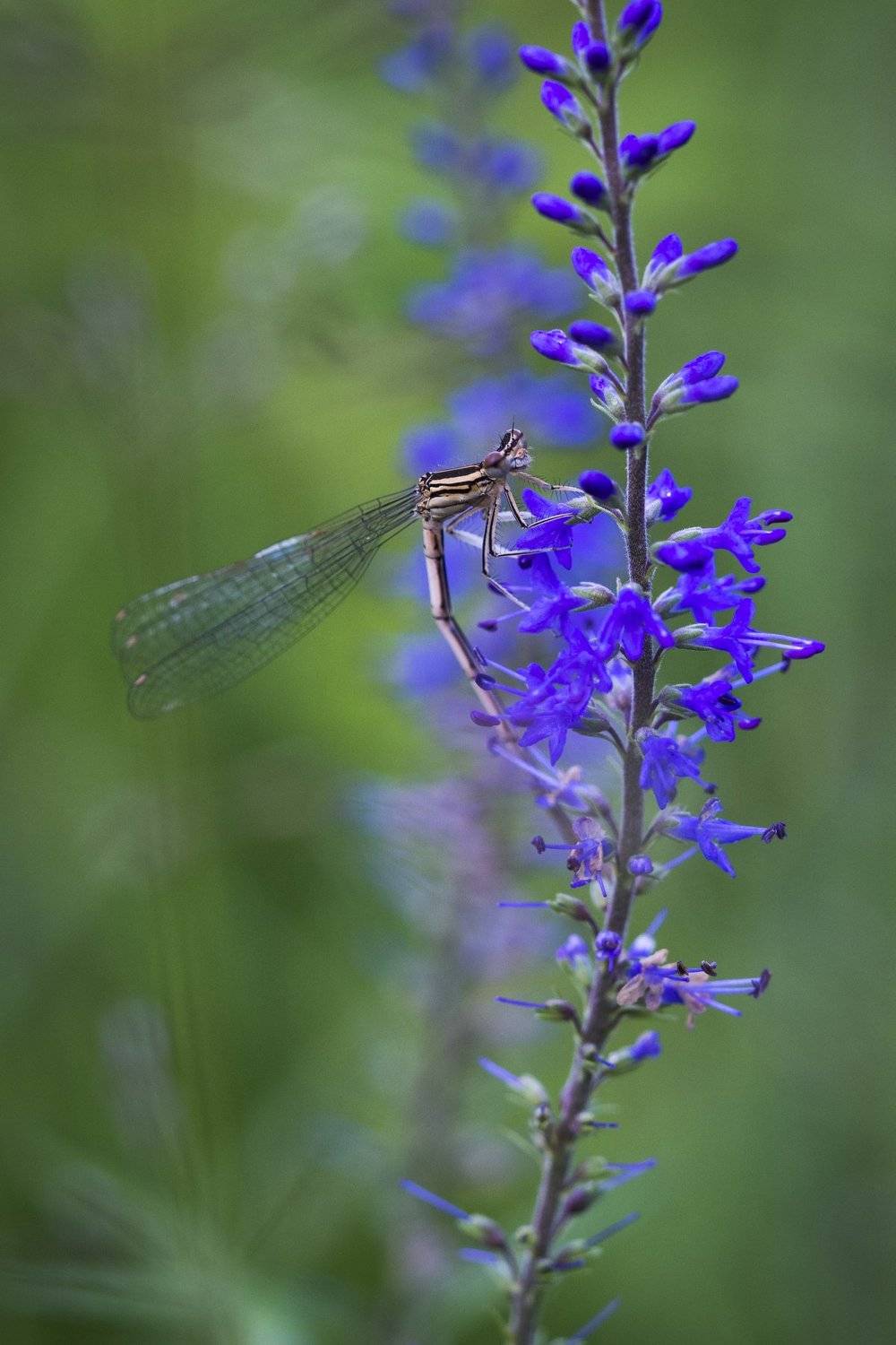 , Евгения Муравская
