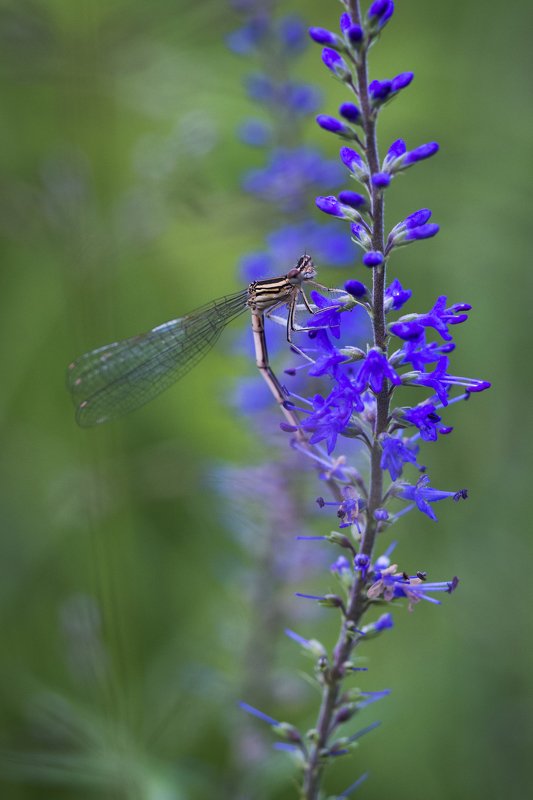 *** фото превью