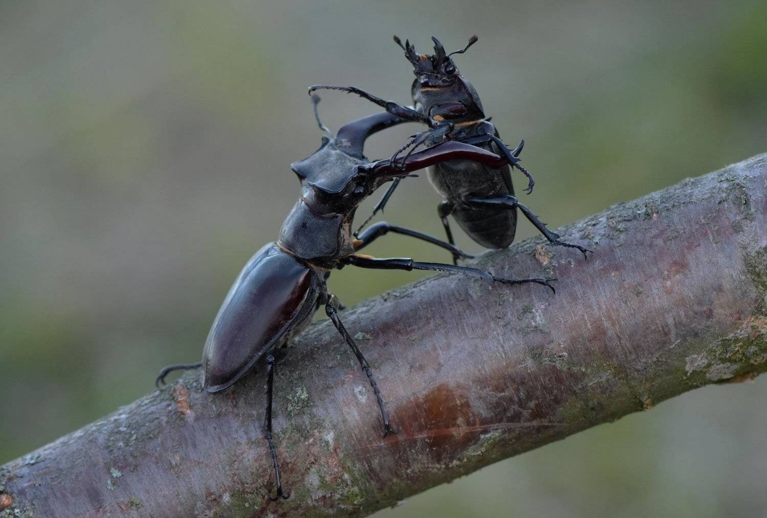 , Макеев Алексей
