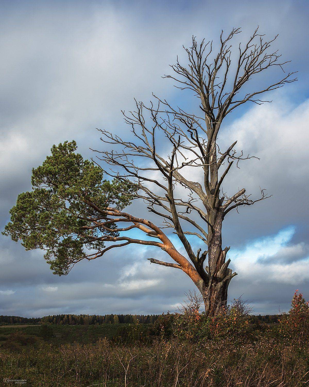 , Антон Кошетаров