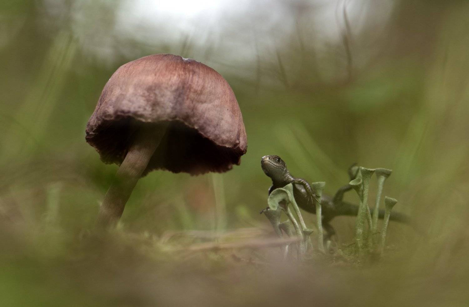 , Макеев Алексей