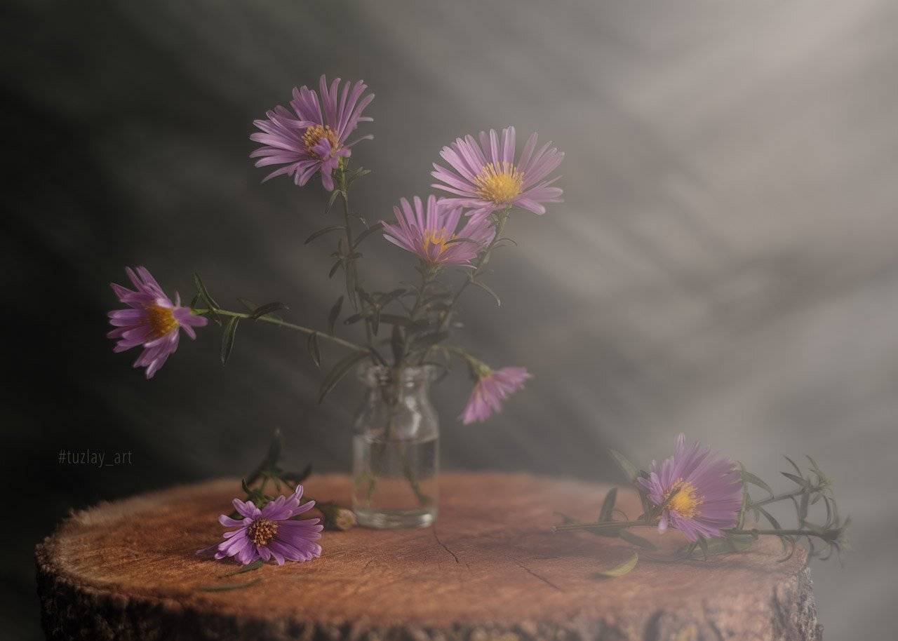 сентябрики, астры, сентябринка, астра итальянская, пень, гелиос 44, Владимир Тузлай