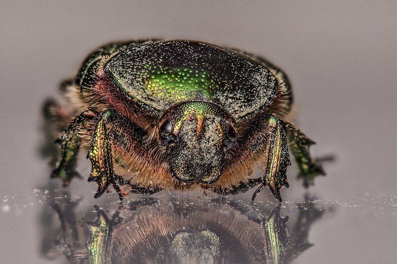 жук,бронзовка,макро,насекомые, Сергей Духанин