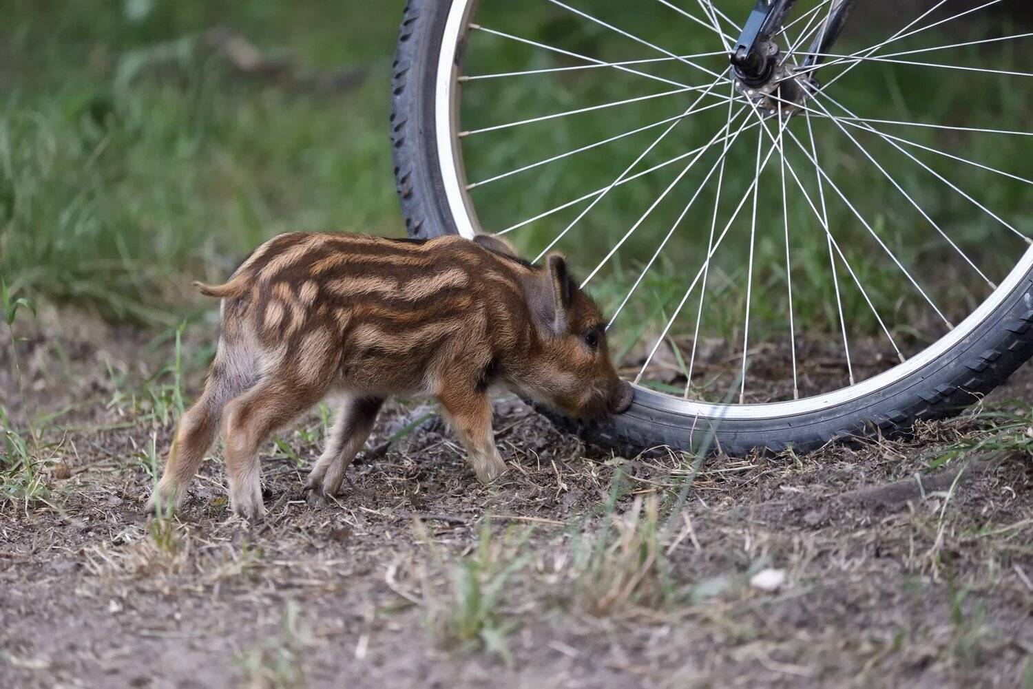 лес,поросёнок,свинёнок,кабанёнок,любопытный,наглый,полосатый,велосипед,колесо,шины, Виталий Полуэктов