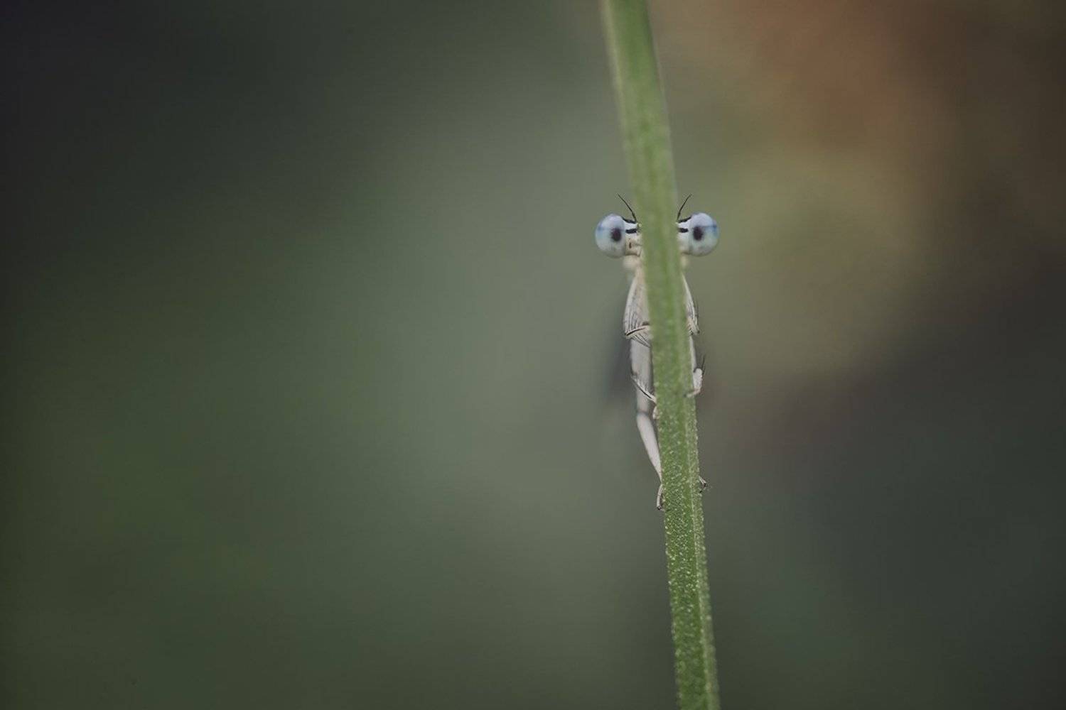 , Nicolae Fanurie Chirobocea