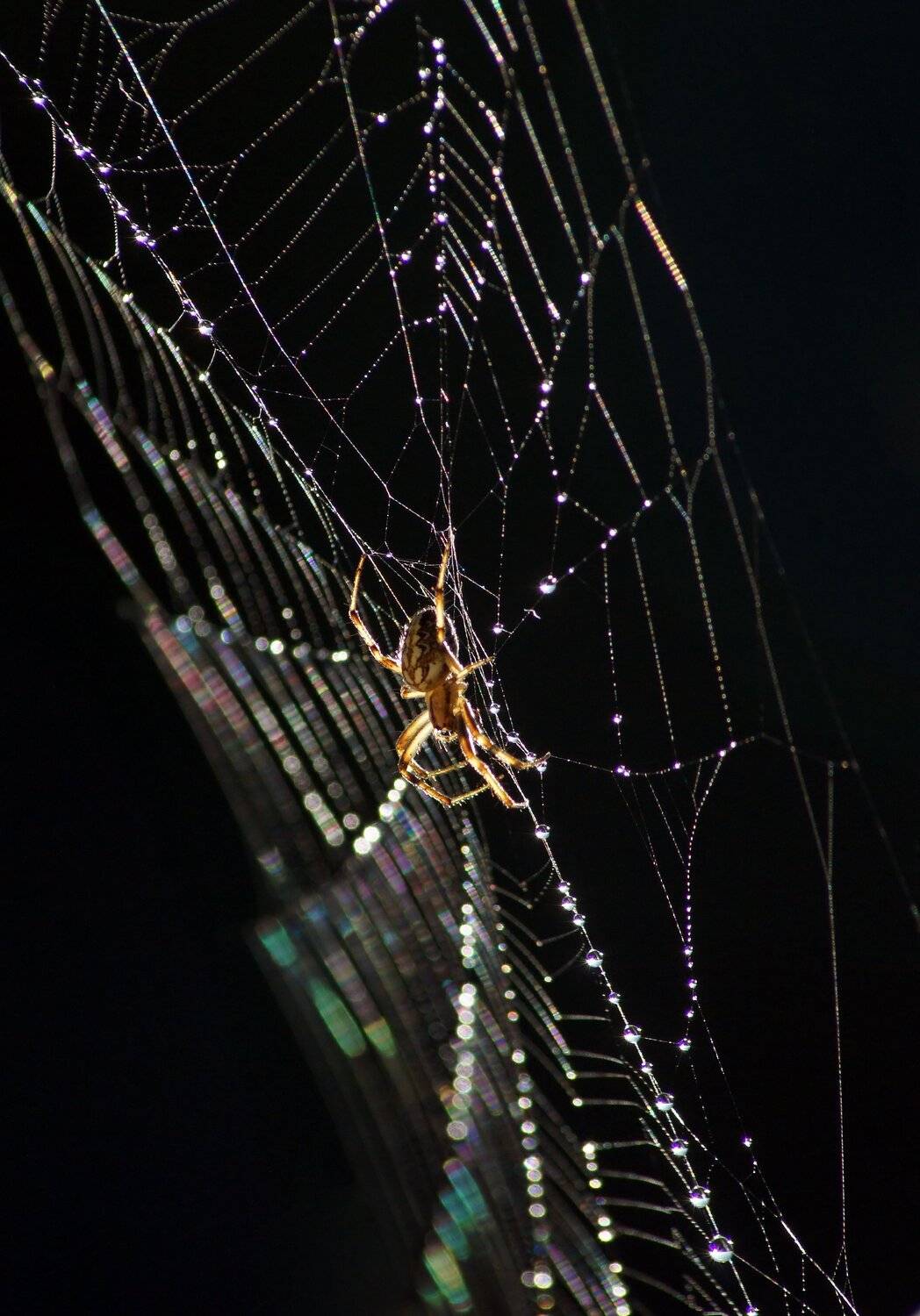 Паук, Чепленко Алексей