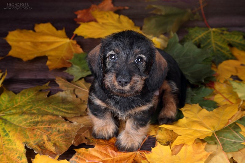 *** фото превью