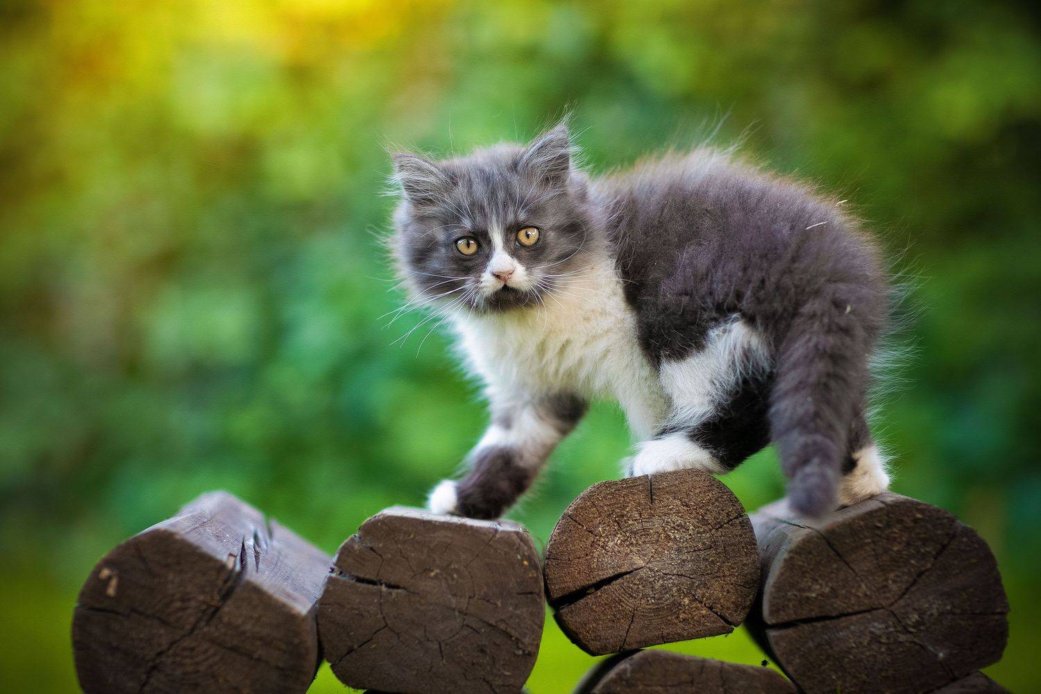 , Коротун Юрий