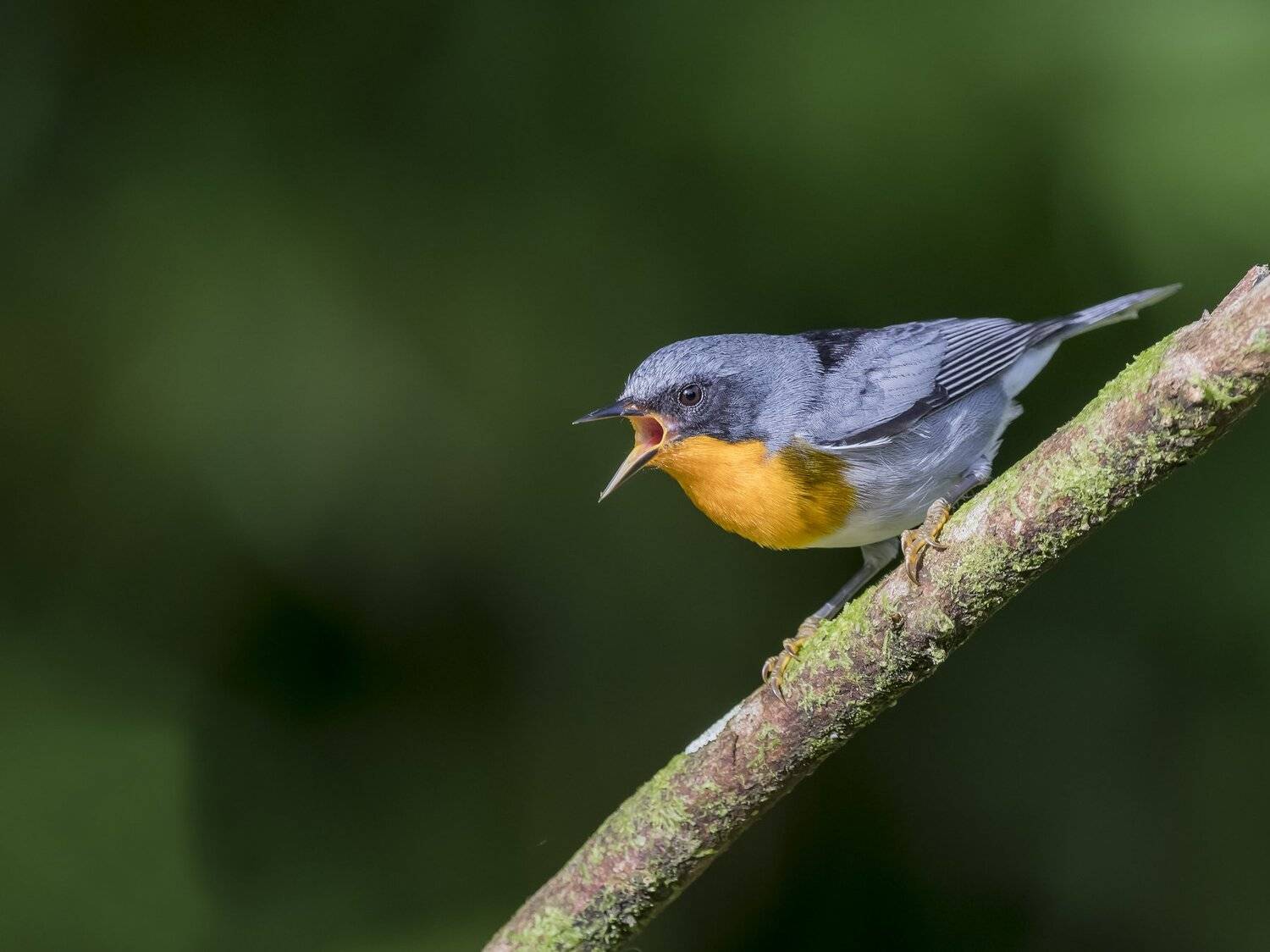 , Fernando Burgalin Sequeira