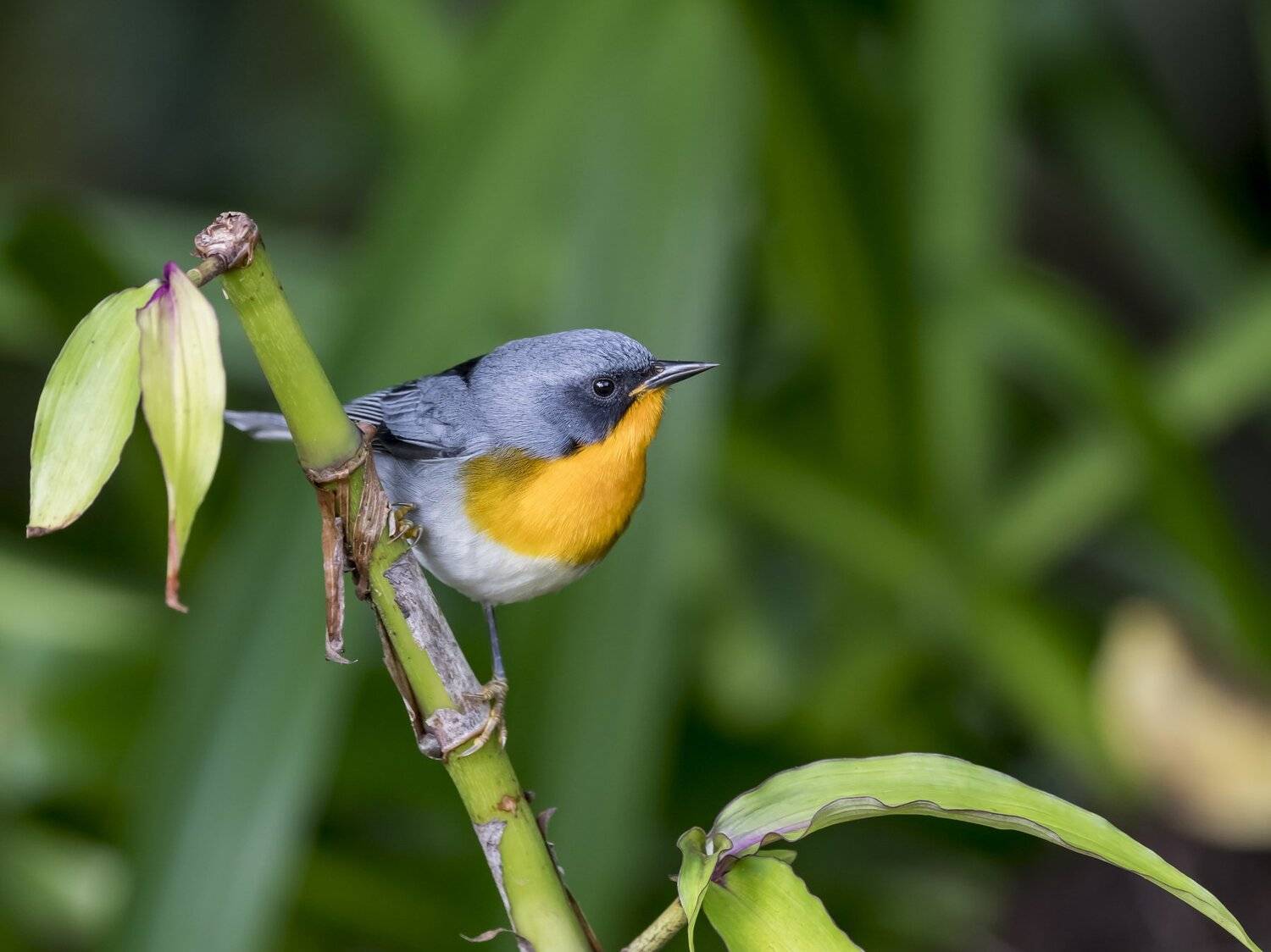 , Fernando Burgalin Sequeira