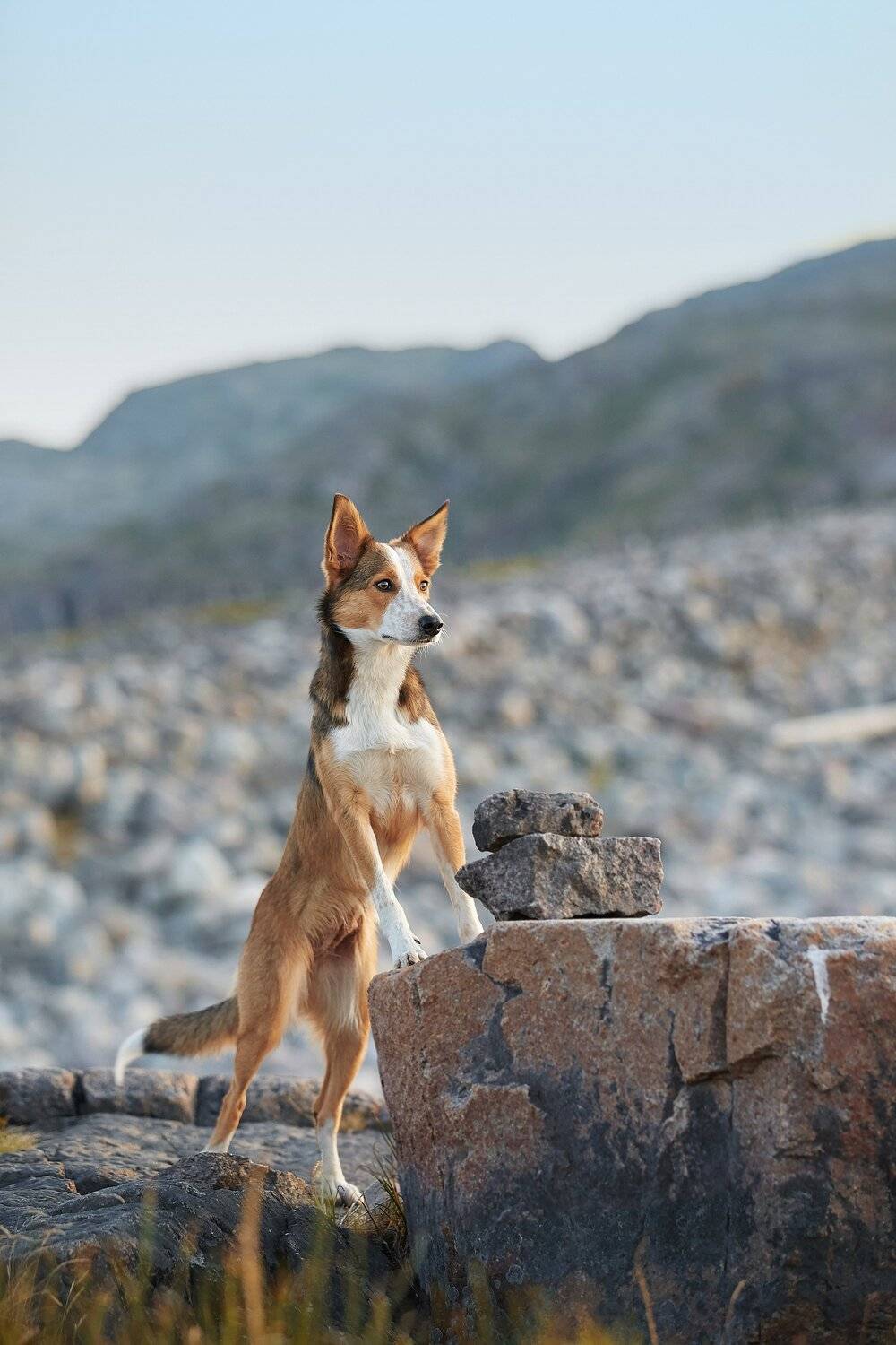 кольский, собаки, хибины, куэльпорр, умба, Лана Полякова