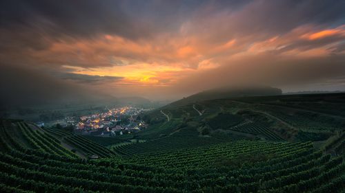 Between Vineyards