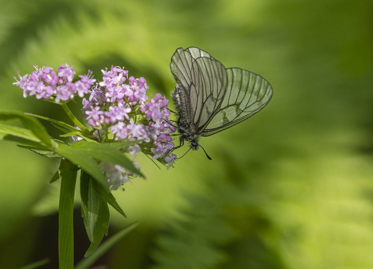 , Евгений Слободской
