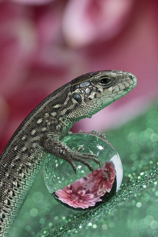 макро ,шар , ящерица , отражение ,macro ,боке Ящерица на шарике) фото превью