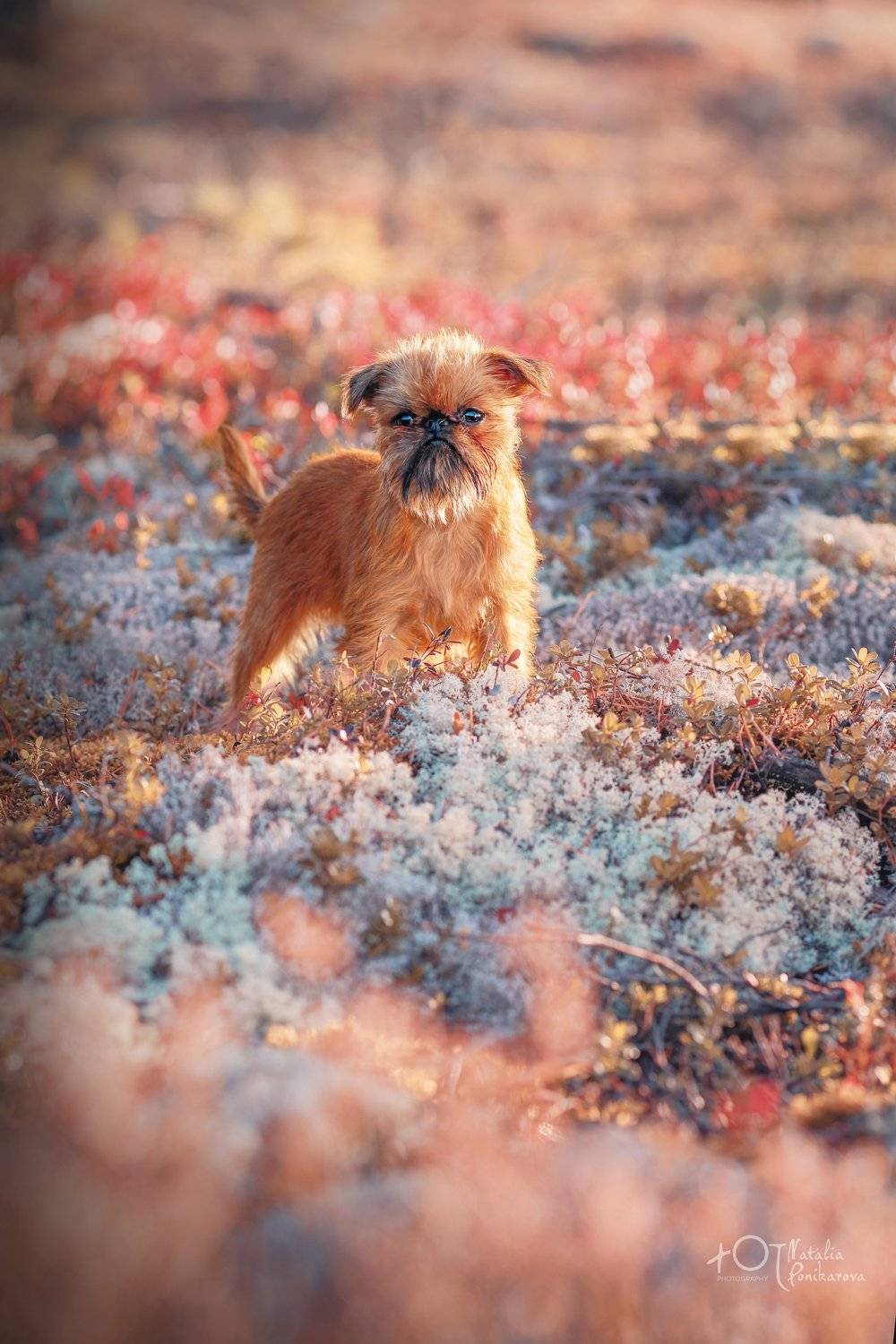 , Наталия Поникарова