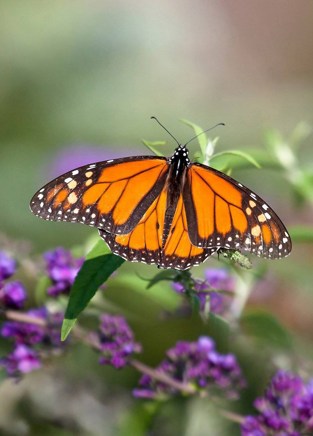 макро,бабочки,насекомые,монарх,природа,растения,цветы,листья,свет,крылья,осень,лето,, Антонина Яновска