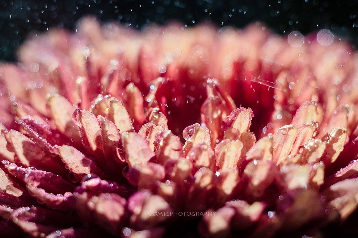 макро, цветы, природа, макромир, макросъёмка, гелиос44_2, осень, солнце, растение, дождь, , Дмитрий Гусалов