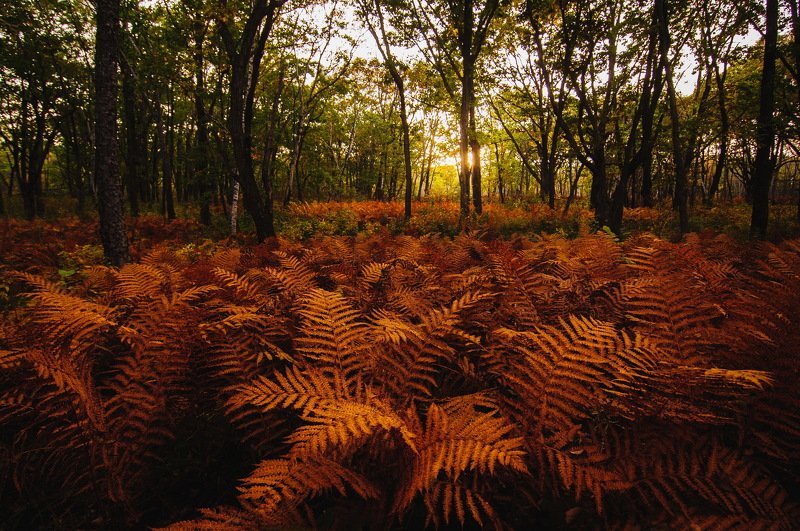 Папоротниковая осень фото превью