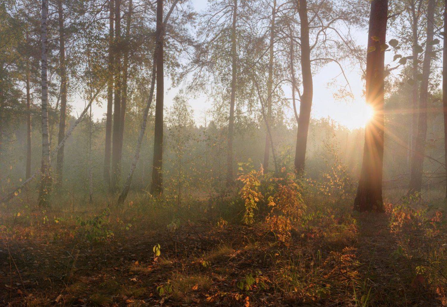 лес, осень, сентябрь, утро, рассвет, свет, лучи, дымка, Галанзовская Оксана