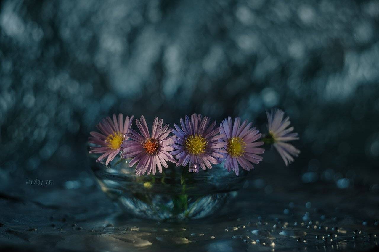 сентябрики, астры, сентябринка, астра итальянская, боке, гелиос 44, Владимир Тузлай