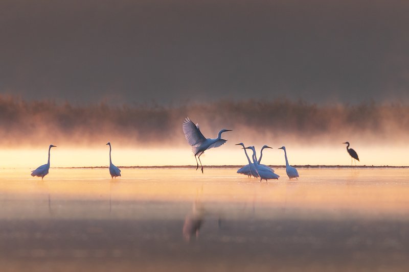 Misty flight фото превью