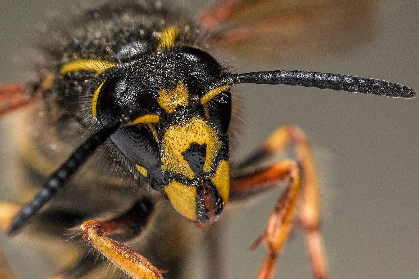 макро,оса,насекомые, Сергей Духанин