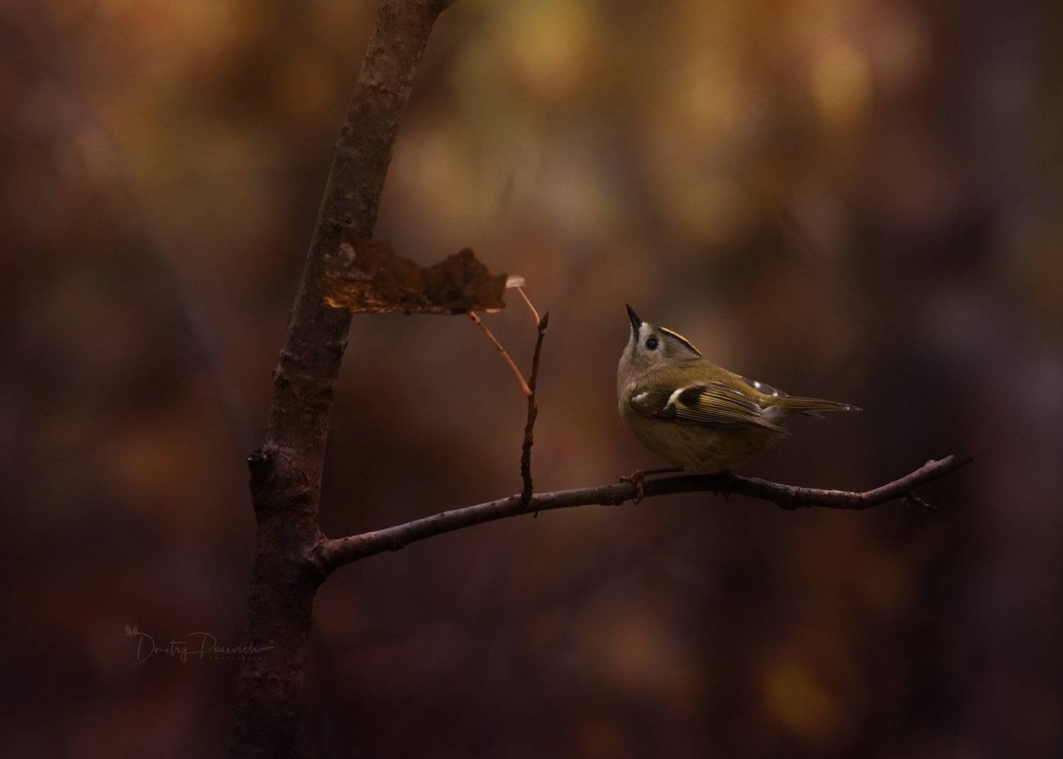 природа, лес, животные, птицы, Дмитрий Посевич